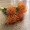 PROTEA NUTAN ORANGE